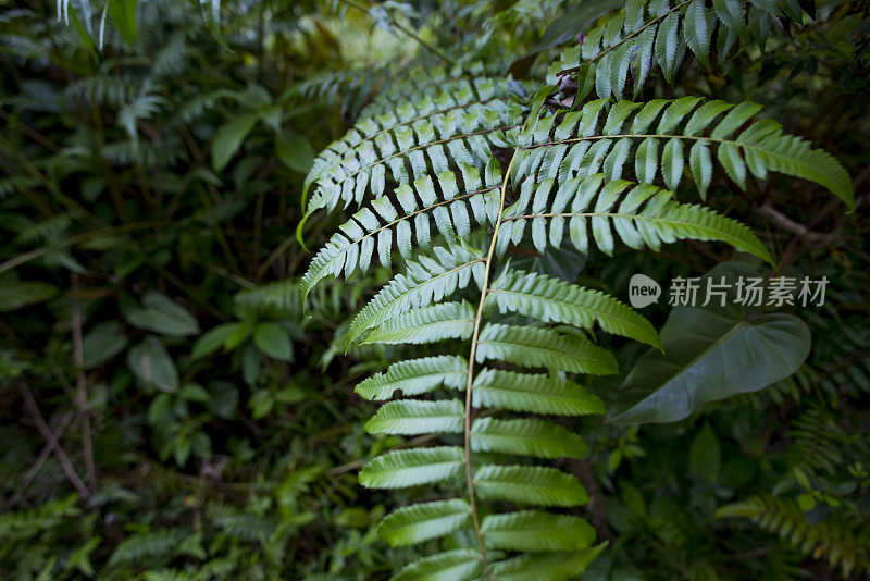 夏威夷的蕨叶