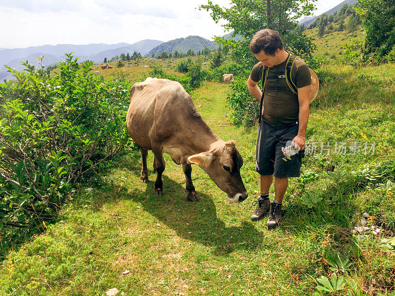 年轻的徒步旅行者在山上的草地上遇到一头奶牛