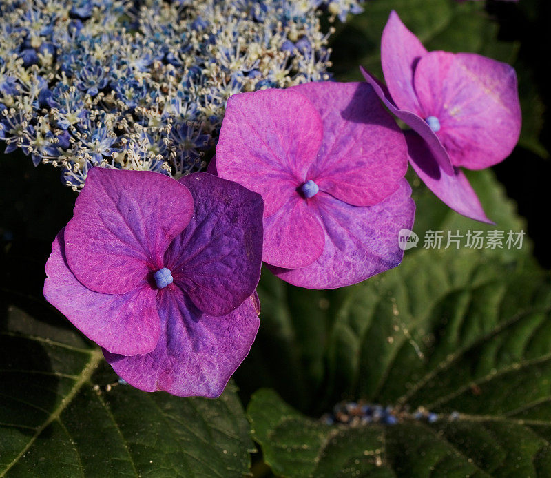 紫绣球花属植物(绣球花)