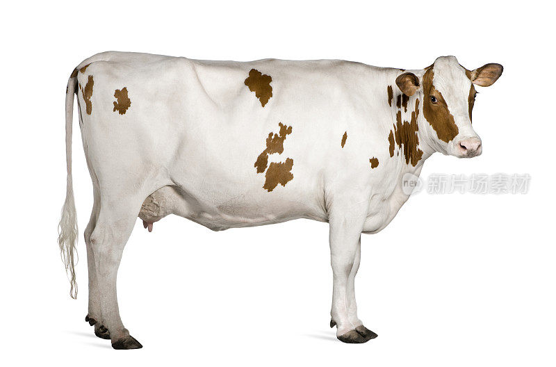 荷斯坦牛的侧面，4岁，站立。