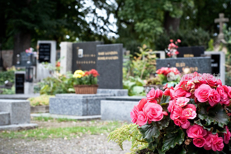 粉红色的秋海棠在墓碑前