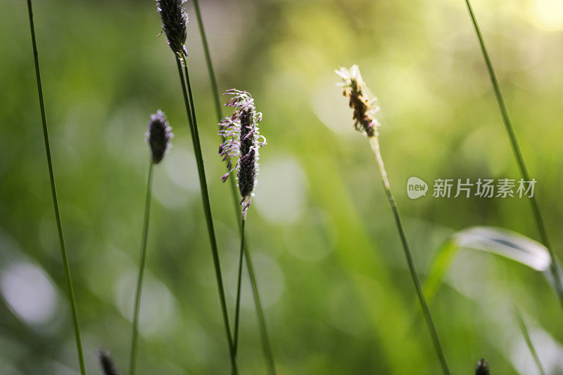 田野里的早晨