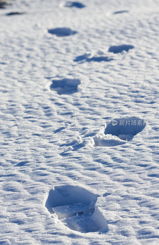 雪地上的脚印，2009年一月的海滩。