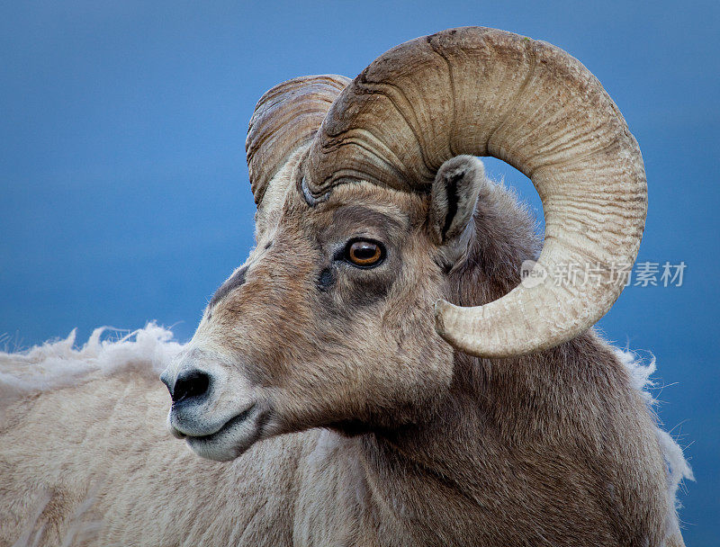 科罗拉多大角羊