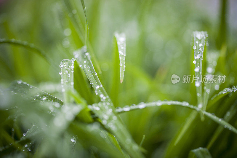 草和露水