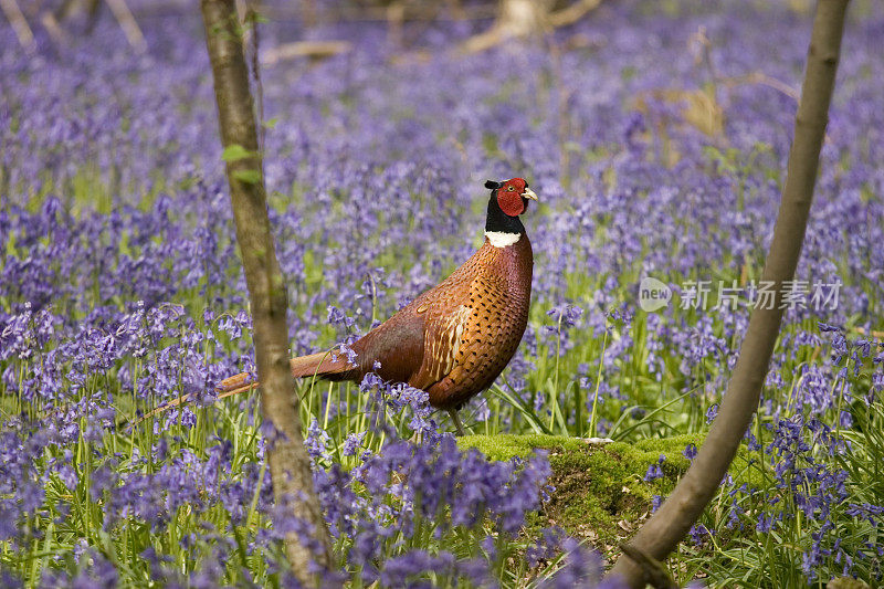 野鸡在蓝铃花