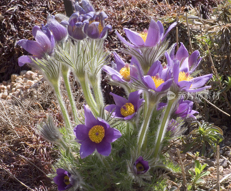 紫色白头翁花，银莲花