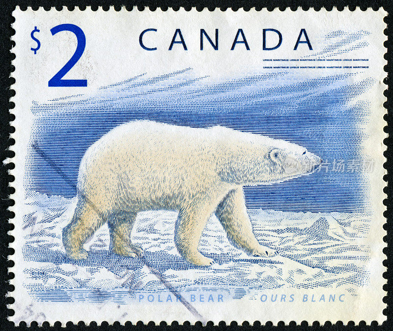 北极熊的邮票