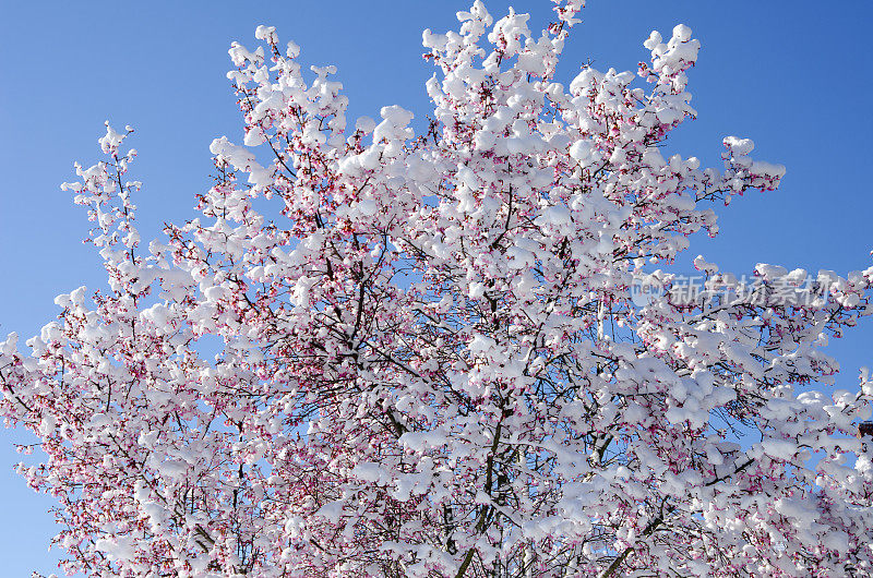 樱花与雪