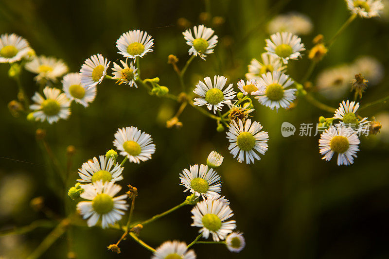 小白花