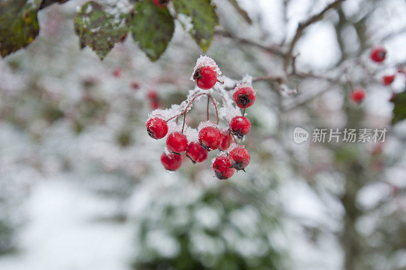 雪中的红浆果