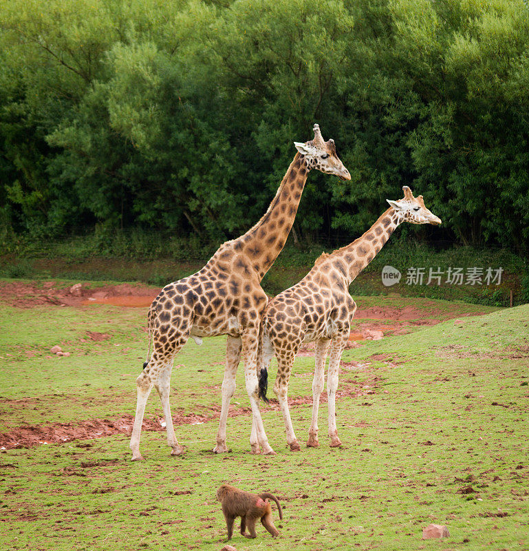 两只长颈鹿和一只狒狒