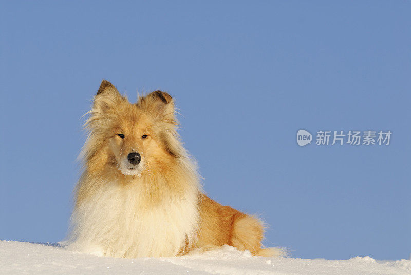 雪地里的牧羊犬