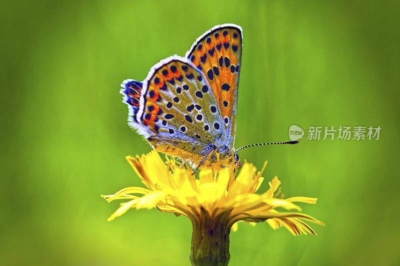 小蝴蝶在黄花上