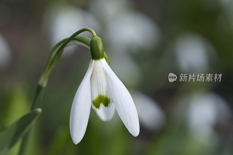 雪花莲