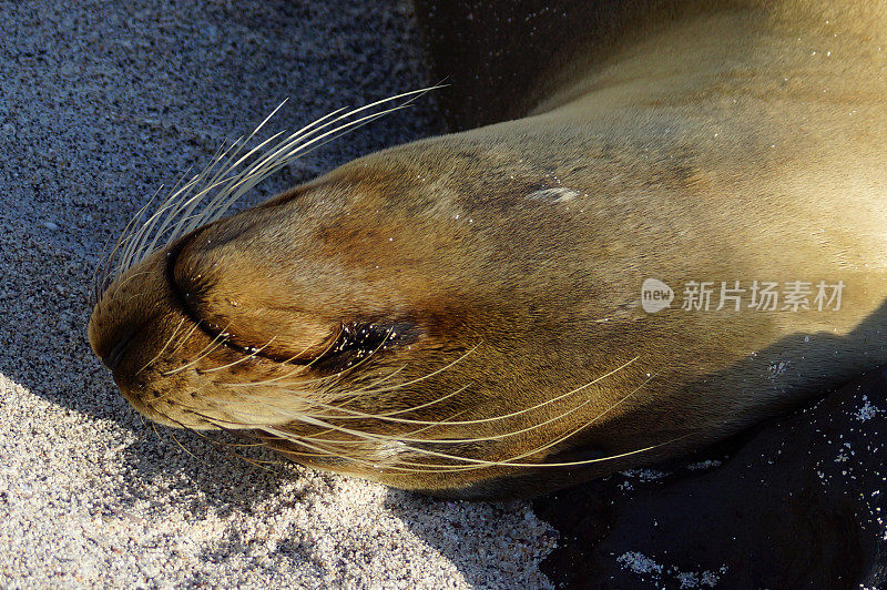 加拉帕戈斯群岛海狮