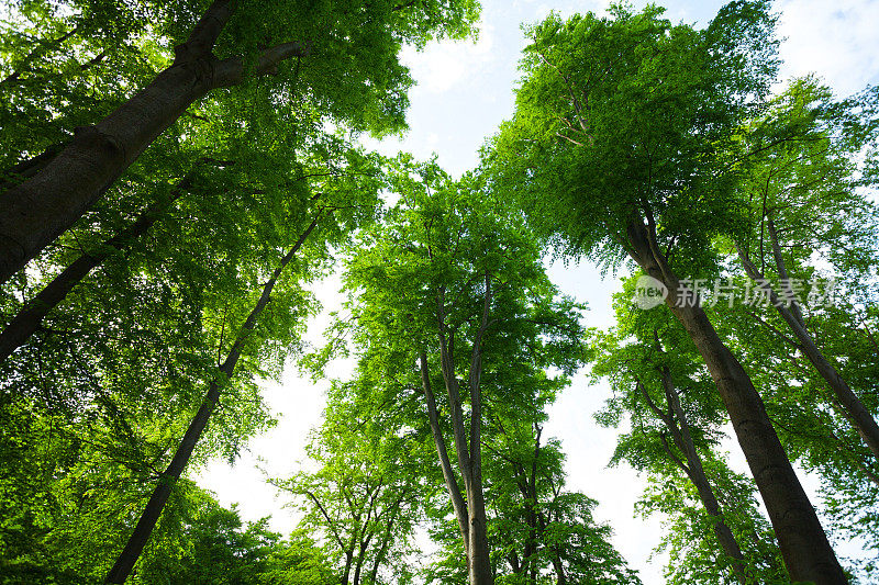 鲁尔格别的欧洲山毛榉