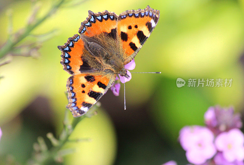 图中是一只龟甲蝴蝶，正在吸食花蜜