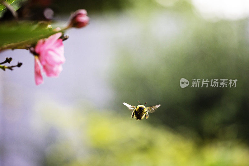 大黄蜂在花的前面盘旋