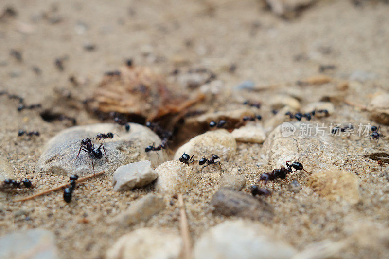 倾斜移动蚂蚁巢穴的入口。