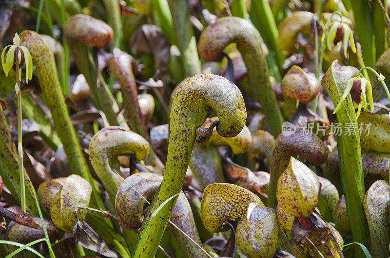 加州达林托尼亚-眼镜蛇百合猪笼草