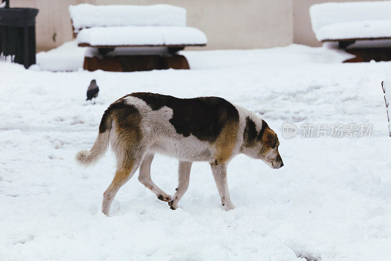 雪地里可怜的狗