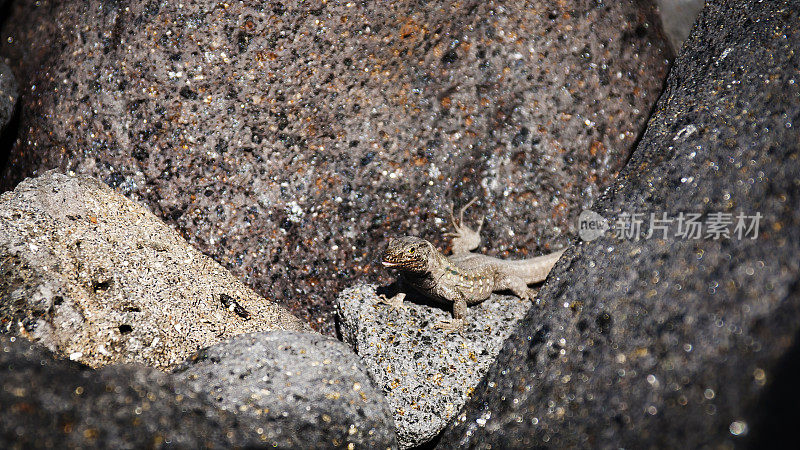 在特内里费岛马斯卡峡谷的岩石上晒太阳的蜥蜴