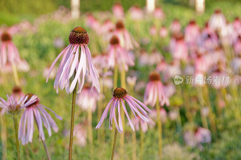 东方蜜蜂