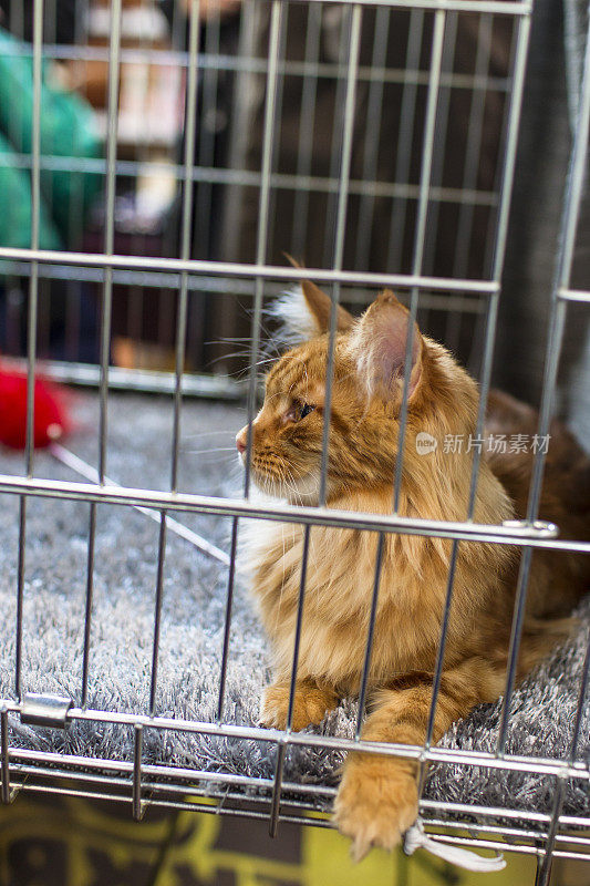 一只猫正从笼子的栅栏里抬头看