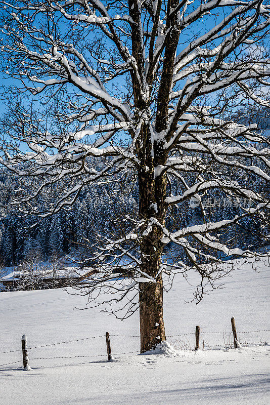 树上的每根树枝上都覆盖着雪