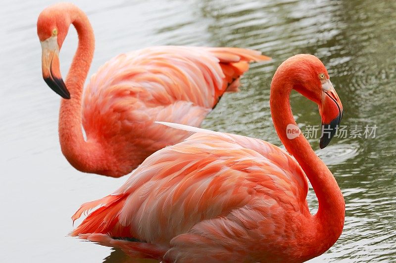 粉红色优雅的火烈鸟肩并肩，热带鸟类情侣近距离观察