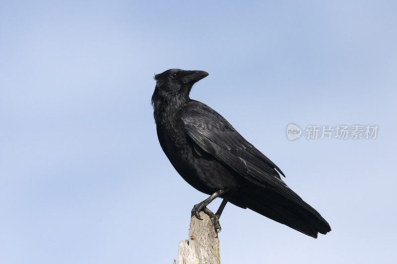黑色腐肉乌鸦的头在蓝色的天空下出现了剪影