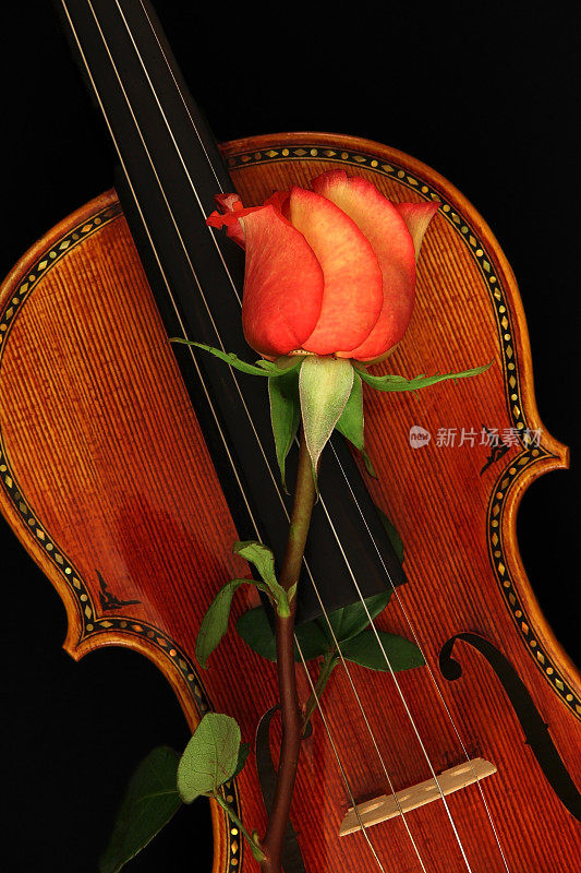 小提琴和玫瑰