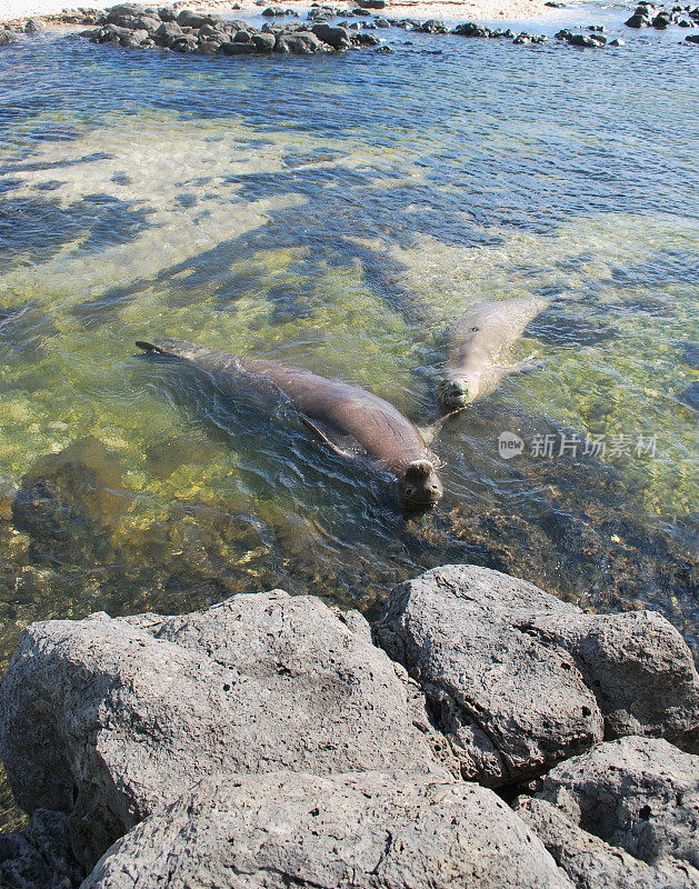 夏威夷僧侣海豹在瓦胡岛的卡埃纳角