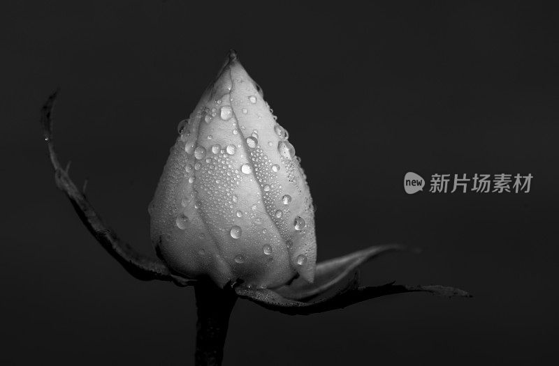 玫瑰花蕾露珠黑白