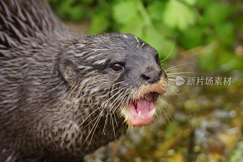 东方小爪水獭