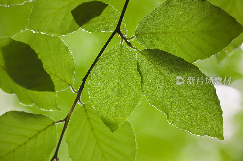 郁郁葱葱的山毛榉的叶子