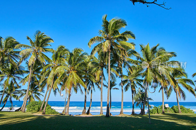 清晨的格兰德·安斯棕榈树-留尼汪岛