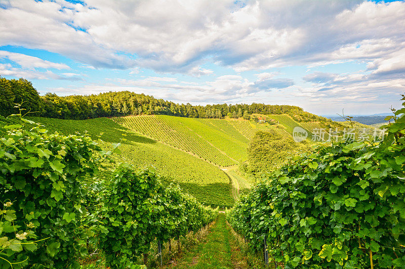 葡萄在秋天的葡萄园里，葡萄在收获之前酿好酒