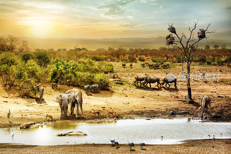 南非狩猎野生动物幻想场景