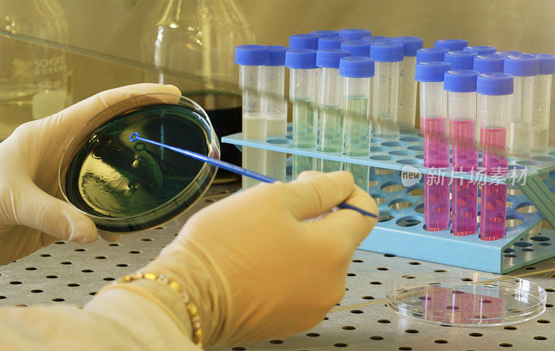 化学研究实验室的固体和液体微生物培养