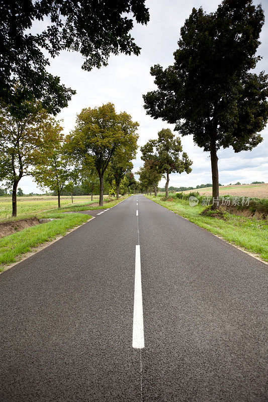 道路和树木