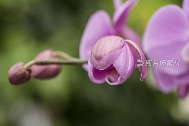 粉红兰花芽宏