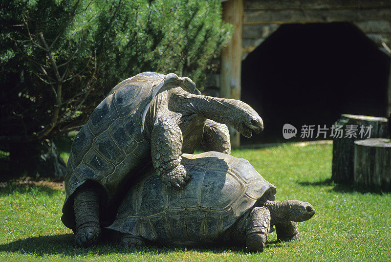 两只乌龟在绿草上交配