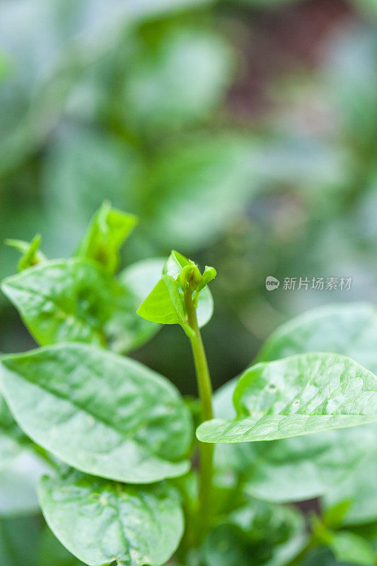 马拉巴尔菠菜