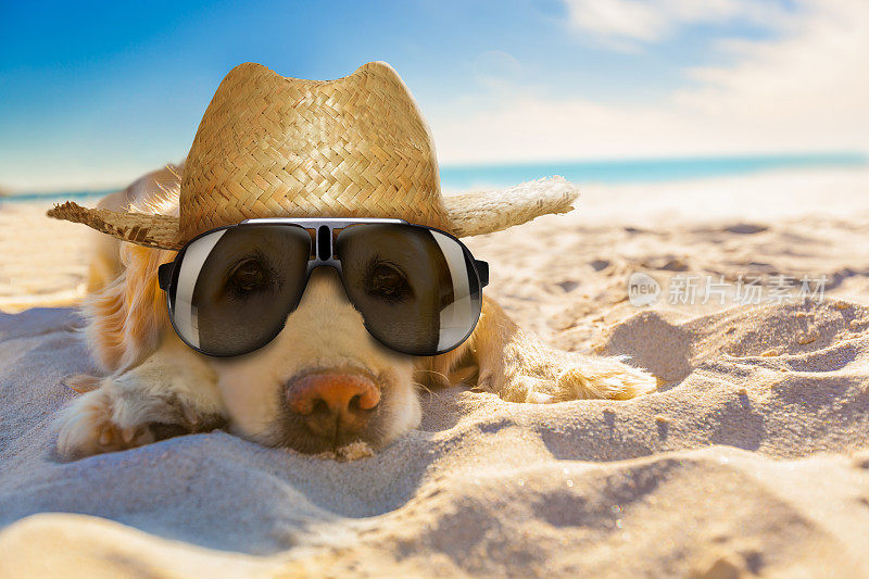 狗在海滩上休息