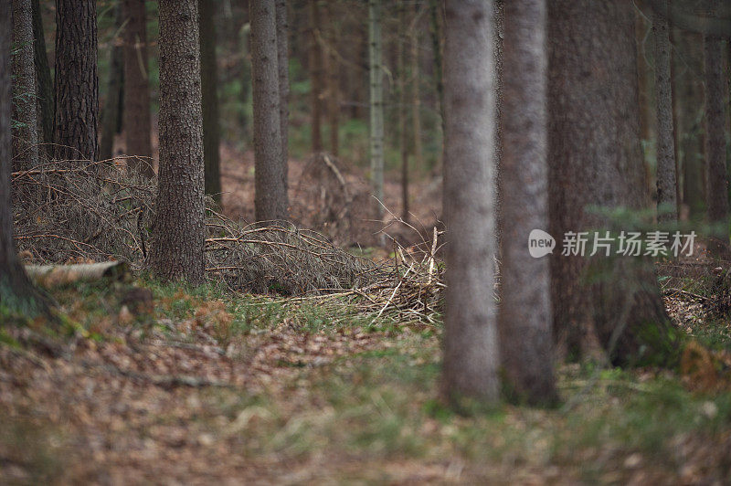 深林里冬天没有雪