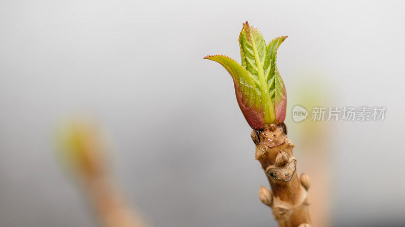 新绣球花蕾在早春