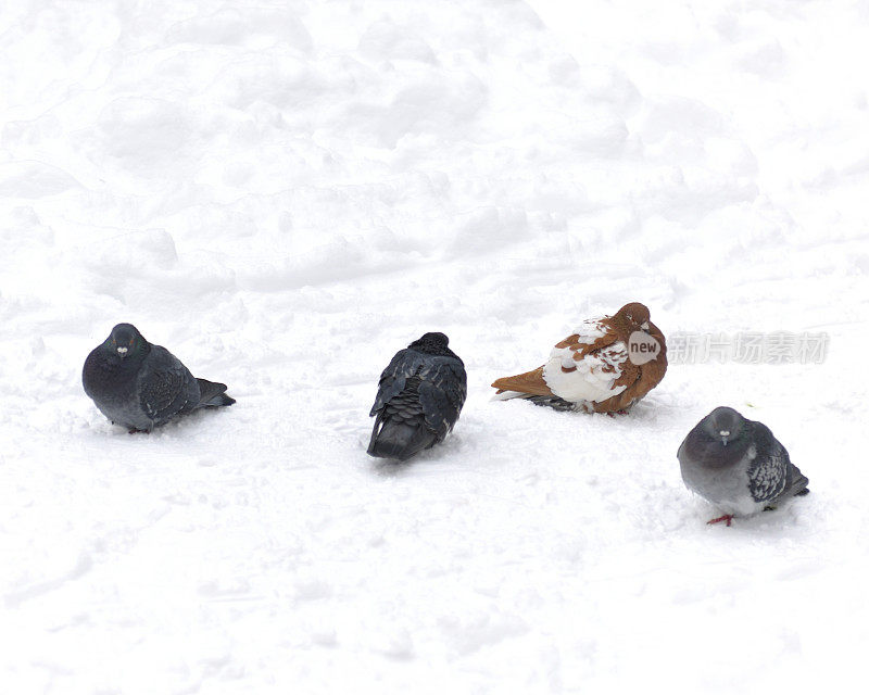 四只鸽子坐在雪地上