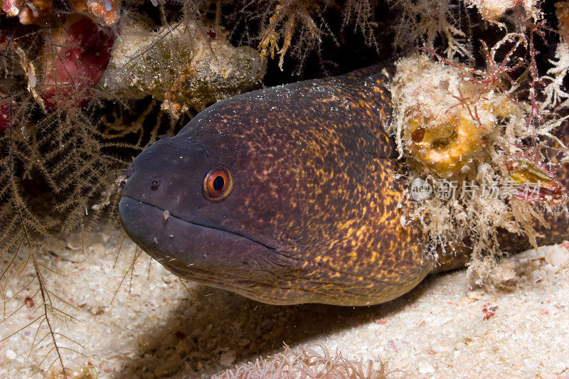 印度尼西亚北苏拉威西Mantehage岛，黄边裸胸海鳗